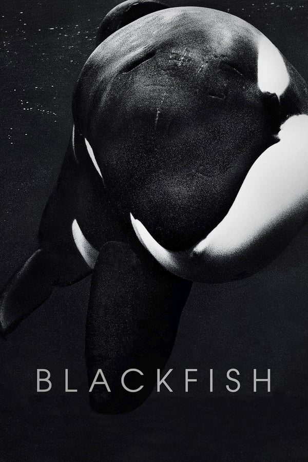 Notorious killer whale Tilikum is responsible for the deaths of three individuals, including a top killer whale trainer. Blackfish shows the sometimes devastating consequences of keeping such intelligent and sentient creatures in captivity.