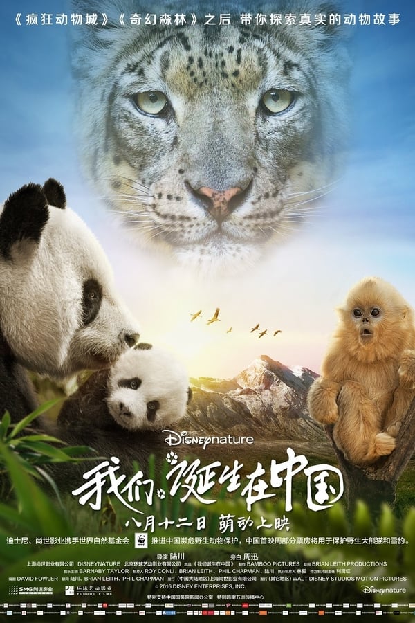 Nella natura della Cina guarda il mondo con gli occhi di una femmina di panda gigante e del suo piccolo, di un rinopiteco dorato e di una mamma leopardo delle nevi.