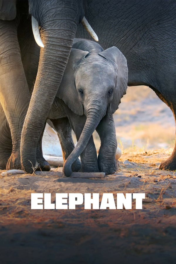 Disneynature’s Elephant follows African elephant Shani and her spirited son Jomo as their herd make an epic journey hundreds of miles across the vast Kalahari Desert. Led by their great matriarch, Gaia, the family faces brutal heat, dwindling resources and persistent predators, as they follow in their ancestors’ footsteps on a quest to reach a lush, green paradise.