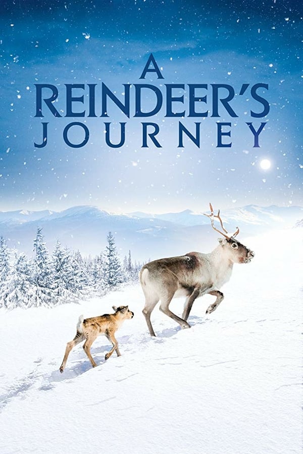 Ailo’s Journey narrates the struggle of a little wild reindeer to survive its first migration. Throughout his journey, the frail and vulnerable wild reindeer will have to overcome the ordeals that mark the first year of his existence. His awakening to the wild world is a true Christmas tale in the heart of the stunning landscapes of Lapland.